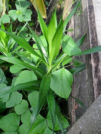 Jual-Pohon-Pudak