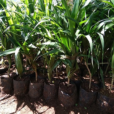Jual-Pohon-Pudak