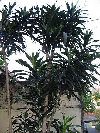 Jual-Pohon-Pudak