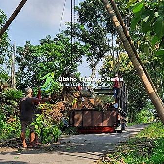 Jual-Pohon-Kiara-Payung-Tinggi-4-Meter