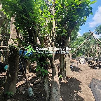 Jual-Pohon-Kiara-Payung-Tinggi-4-Meter