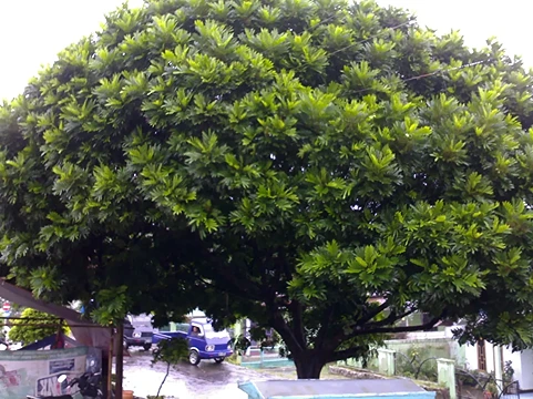 Jual-Pohon-Kiara-Payung-Tinggi-4-Meter