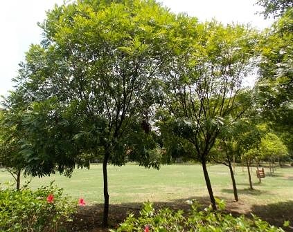 Jual-Pohon-Kiara-Payung-Tinggi-4-Meter