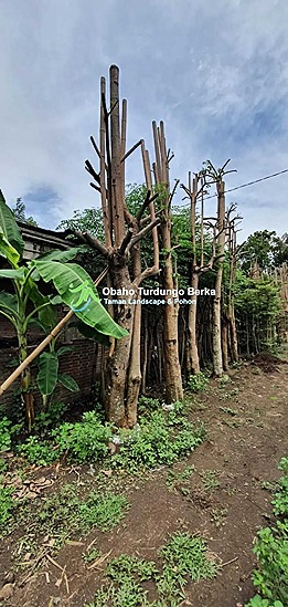 Jual-Pohon-Kiara-Payung-Tinggi-4-Meter