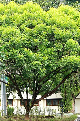 Jual Pohon Kiara Payung: Harga Bibit & Pohon Dewasa 2025