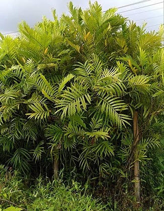 Jual-Pohon-Kiara-Payung-Tinggi-4-Meter