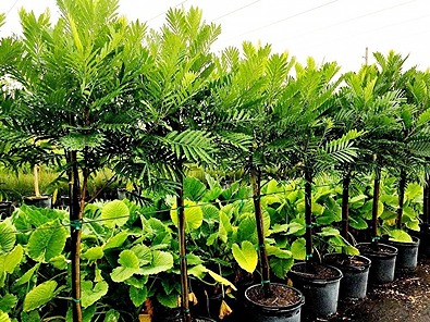 Jual Pohon Kiara Payung Tinggi 4 Meter. PT Obaho Berka