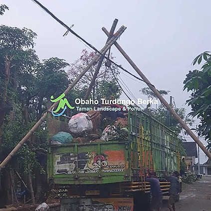Jual-Pohon-Kiara-Payung-Tinggi-4-Meter