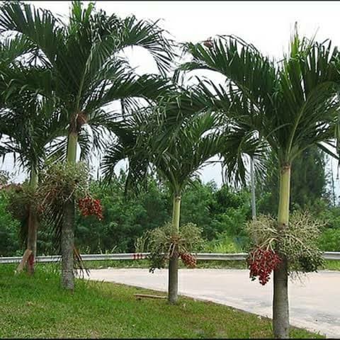 Jual Pohon Palem Putri tinggi 4 meter