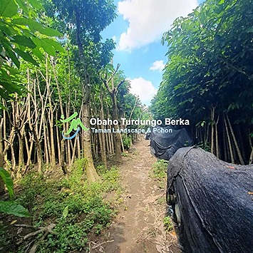 jual pohon tanjung