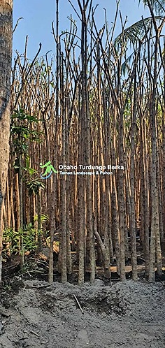 jual pohon tanjung