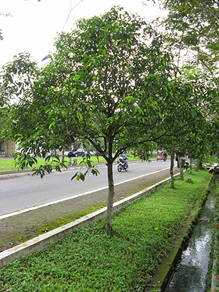 Jual Pohon Tanjung Tinggi 4 Meter. PT Obaho Berka