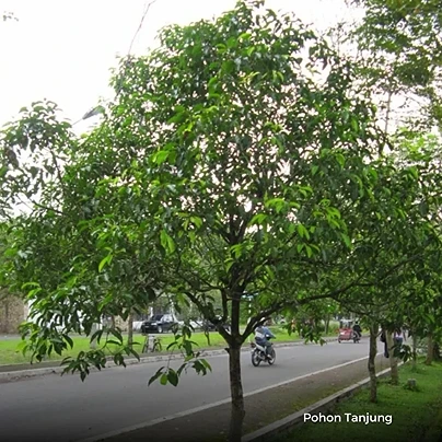 Jual Pohon Tanjung Tinggi 4 Meter. PT Obaho Berka