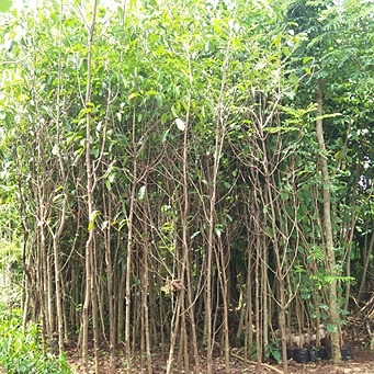 Jual Pohon Tanjung Tinggi 4 Meter. PT Obaho Berka