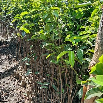 jual pohon tanjung