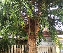 jual pohon angsana