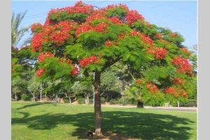 Pohon Besar
