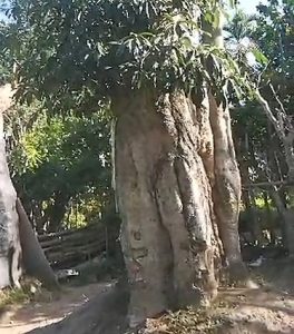 tanaman peneduh untuk taman rumah