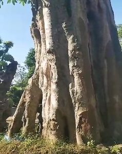 tanaman peneduh untuk taman rumah