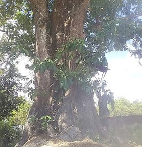 tanaman peneduh untuk taman rumah