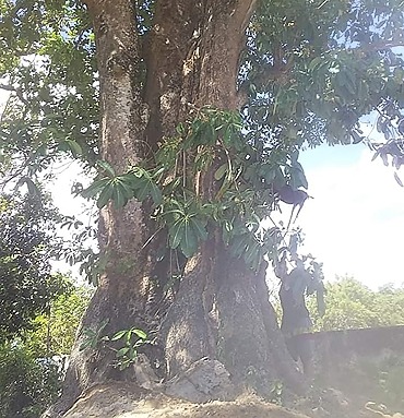 tanaman peneduh untuk taman rumah 17 tanaman peneduh untuk taman rumah