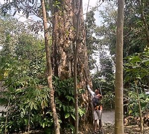 tanaman peneduh untuk taman rumah