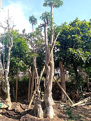 tanaman peneduh untuk taman rumah 7