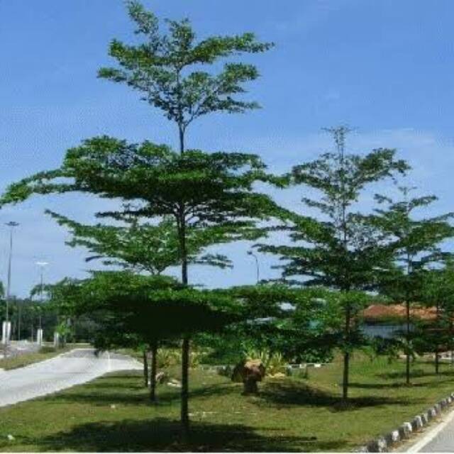 Jual Pohon Besar