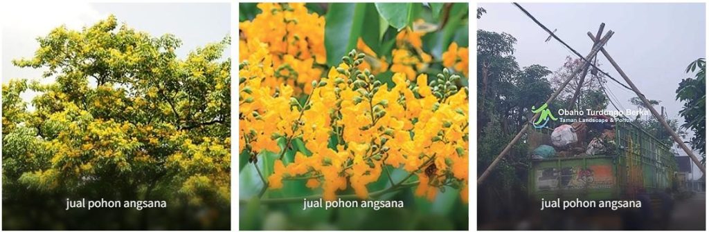 jual pohon angsana