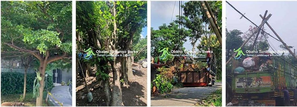 jual pohon kiara payung