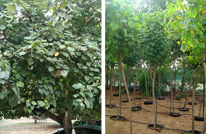 jual pohon waru