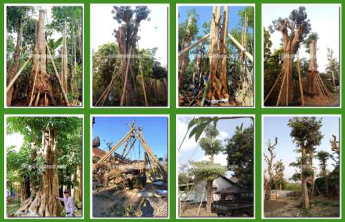 Pengadaan Pohon Proyek Bogor