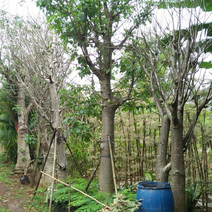 Jual Pohon Baobab Tinggi 2 Meter