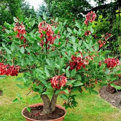 Jual Pohon Dadap Merah Jakarta Pusat