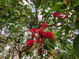 Jual Pohon Dadap Merah Jakarta Timur