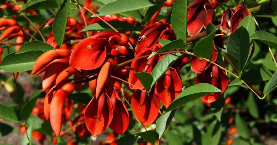 Jual Pohon Dadap Merah Jakarta Utara