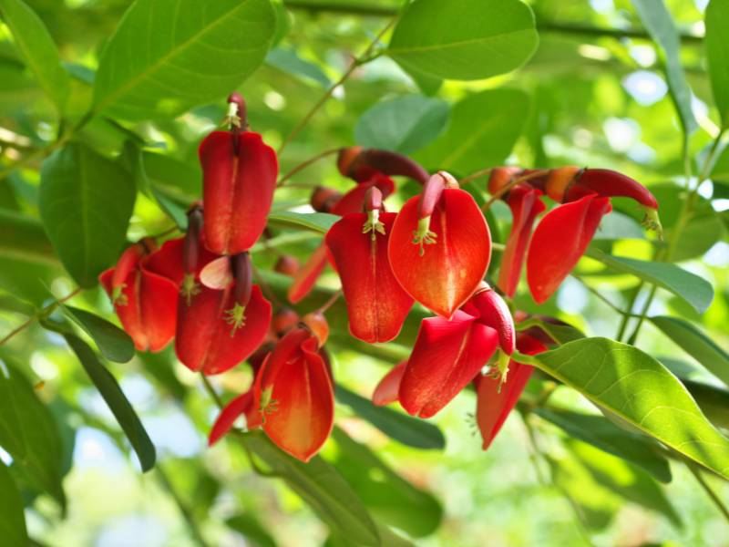 Jual Pohon Dadap Merah Tangerang Selatan