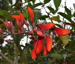 Jual Pohon Dadap Merah Tangerang