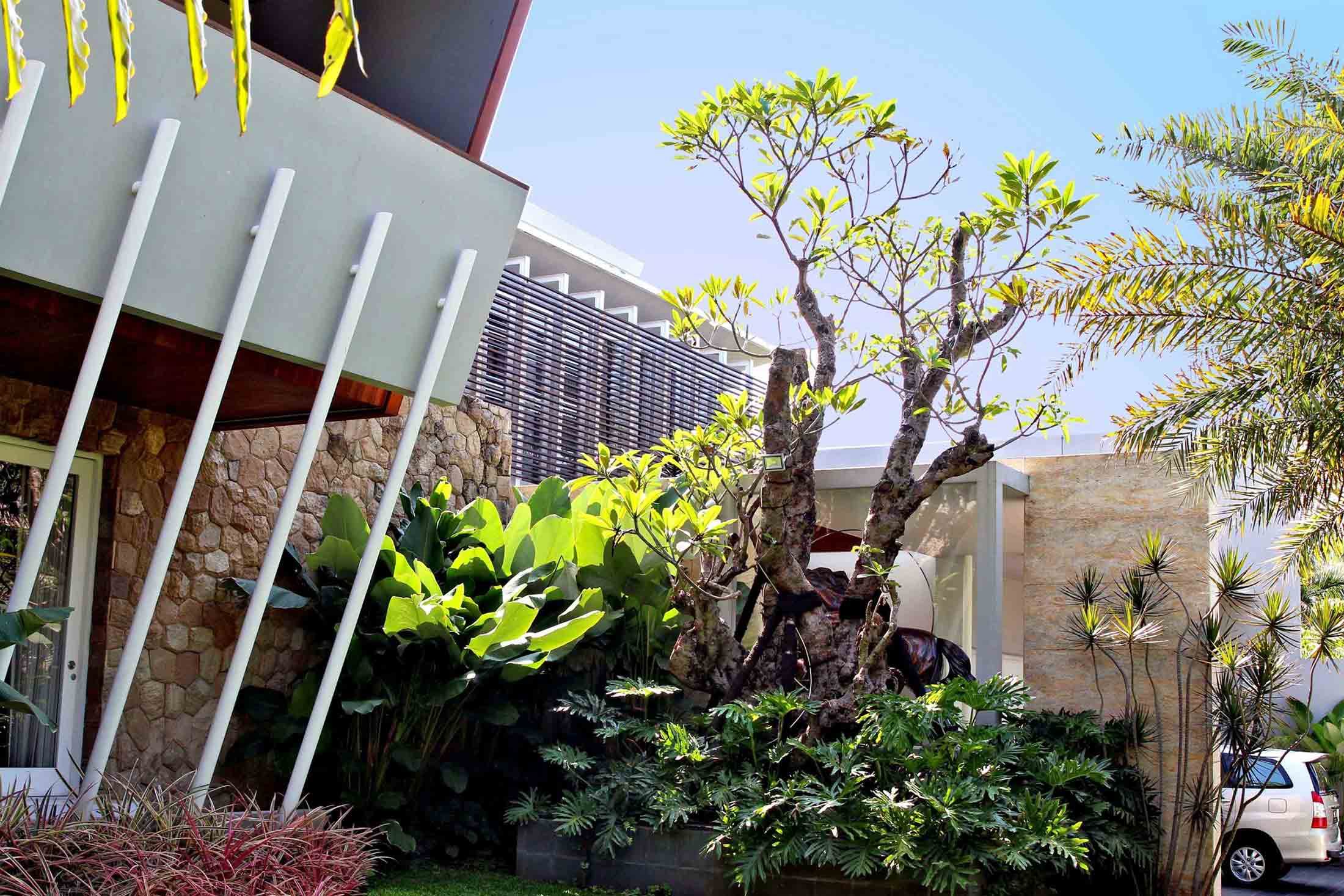 Jual Pohon Kamboja Fosil Jakarta Selatan