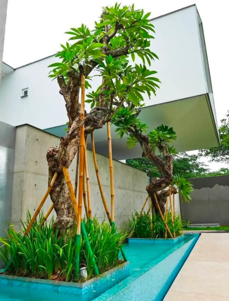 Jual Pohon Kamboja Fosil Jakarta Timur