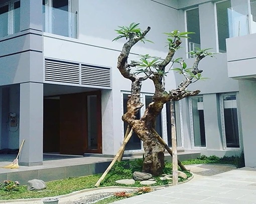 Jual Pohon Kamboja Fosil Jakarta Utara