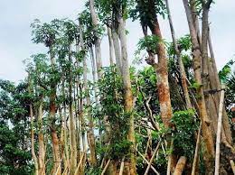 Jual Pohon Pule Jakarta Pusat