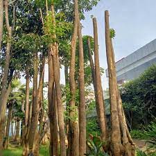 Jual Pohon Pule di Jakarta