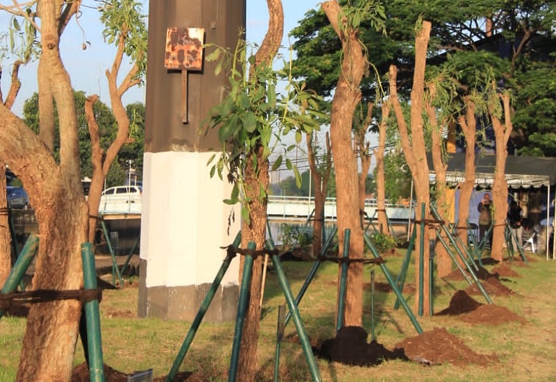 Jual Pohon Tabebuya Jakarta Pusat