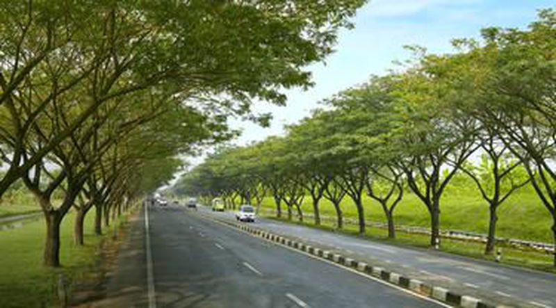 Jual Pohon Trembesi Jakarta Barat