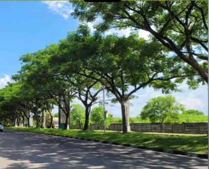 Jual Pohon Trembesi Jakarta Timur