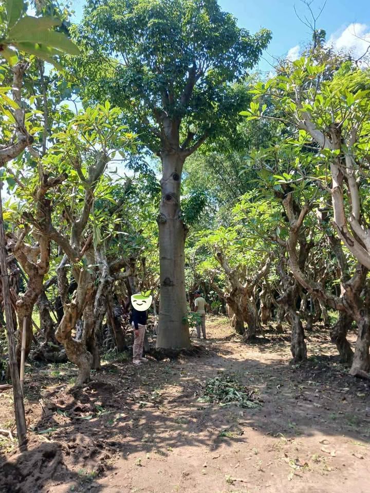 jual pohon baobab