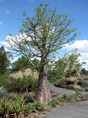 jual pohon baobab