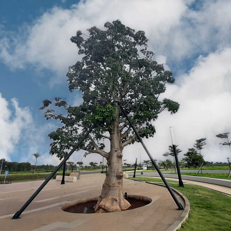 jual pohon baobab