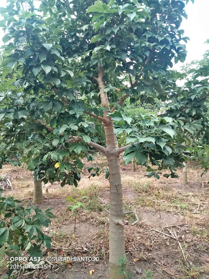jual pohon baobab